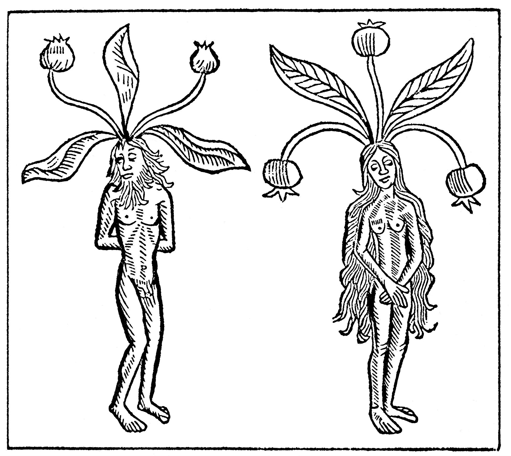 Mandrake man and woman from 